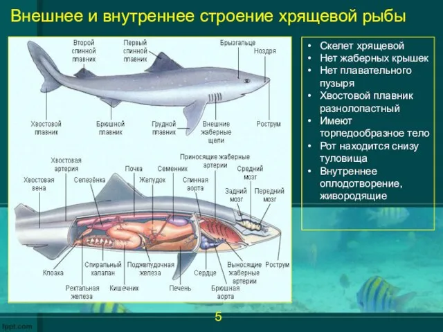 Внешнее и внутреннее строение хрящевой рыбы Скелет хрящевой Нет жаберных крышек