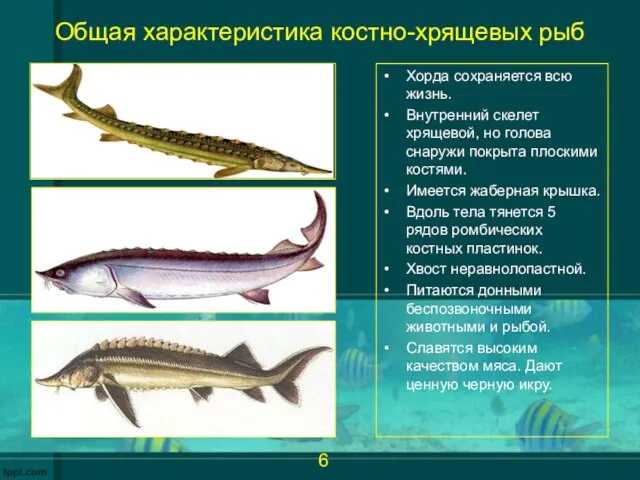 Общая характеристика костно-хрящевых рыб Хорда сохраняется всю жизнь. Внутренний скелет хрящевой,