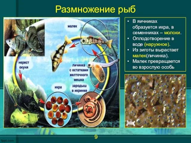 Размножение рыб В яичниках образуется икра, в семенниках – молоки. Оплодотворение