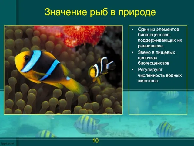 Значение рыб в природе Один из элементов биогеоценозов, поддерживающих их равновесие.