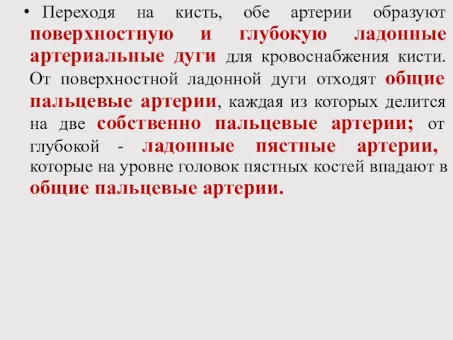 Переходя на кисть, обе артерии образуют поверхностную и глубокую ладонные артериальные