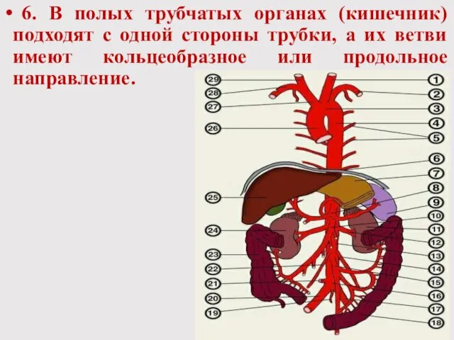 6. В полых трубчатых органах (кишечник) подходят с одной стороны трубки,