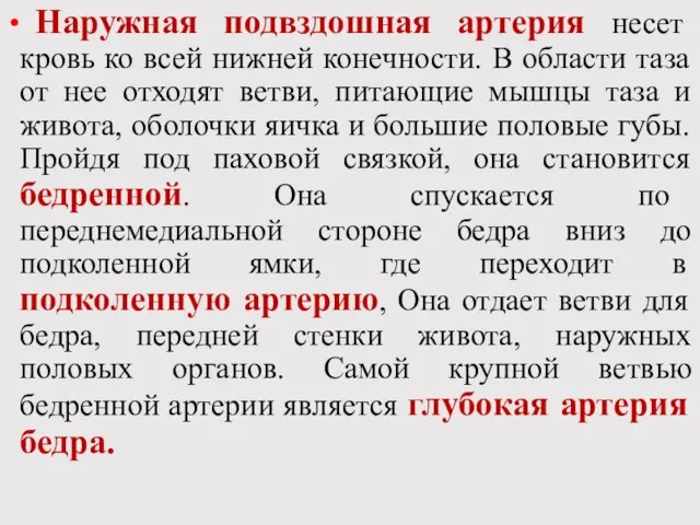 Наружная подвздошная артерия несет кровь ко всей нижней конечности. В области