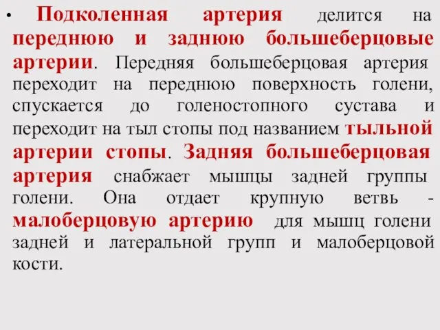 Подколенная артерия делится на переднюю и заднюю большеберцовые артерии. Передняя большеберцовая