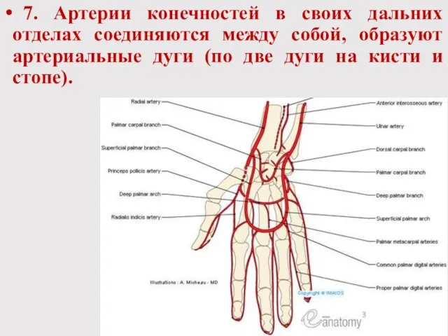 7. Артерии конечностей в своих дальних отделах соединяются между собой, образуют