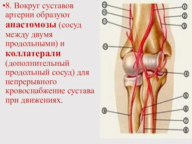 8. Вокруг суставов артерии образуют анастомозы (сосуд между двумя продольными) и