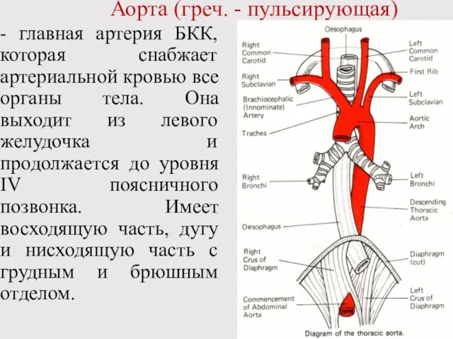 Аорта (греч. - пульсирующая) - главная артерия БКК, которая снабжает артериальной