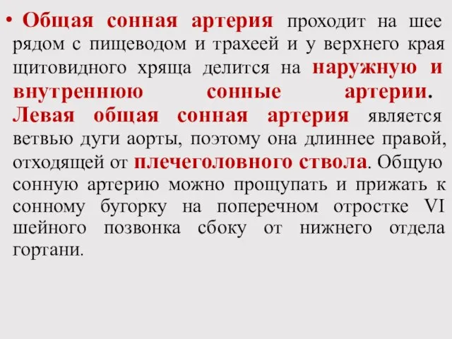 Общая сонная артерия проходит на шее рядом с пищеводом и трахеей