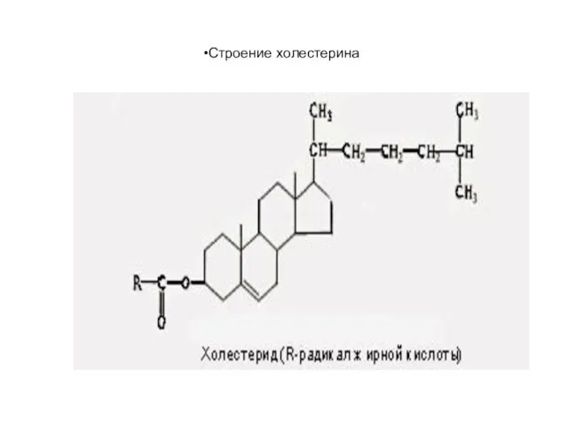 Строение холестерина