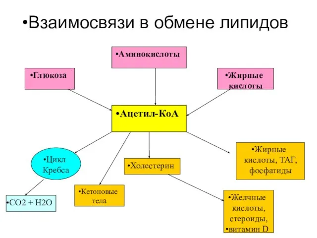 Ацетил-КоА Аминокислоты Глюкоза Жирные кислоты Цикл Кребса Холестерин Кетоновые тела Желчные