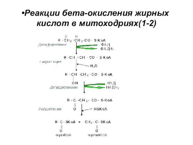 Реакции бета-окисления жирных кислот в митоходриях(1-2)