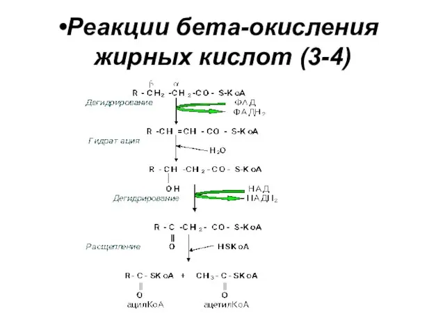 Реакции бета-окисления жирных кислот (3-4)