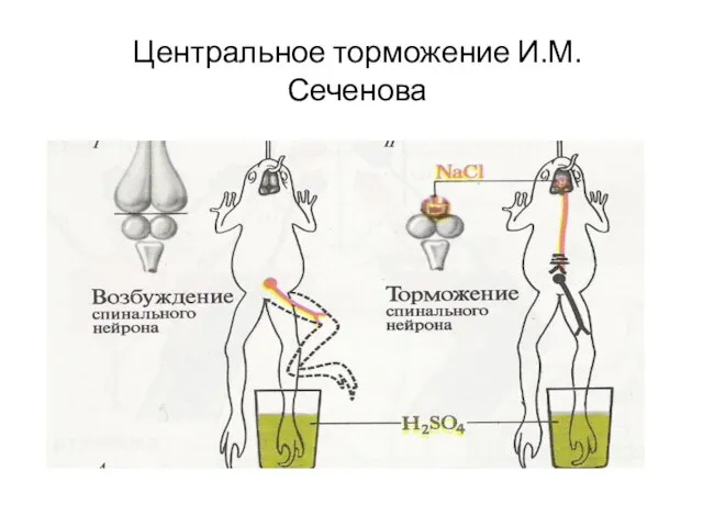 Центральное торможение И.М. Сеченова