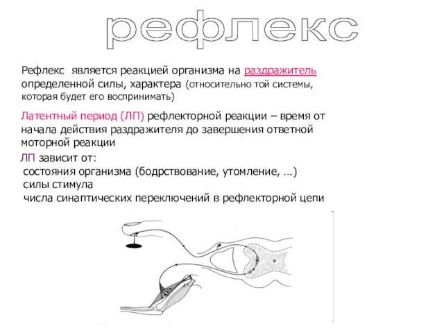 рефлекс Рефлекс является реакцией организма на раздражитель определенной силы, характера (относительно