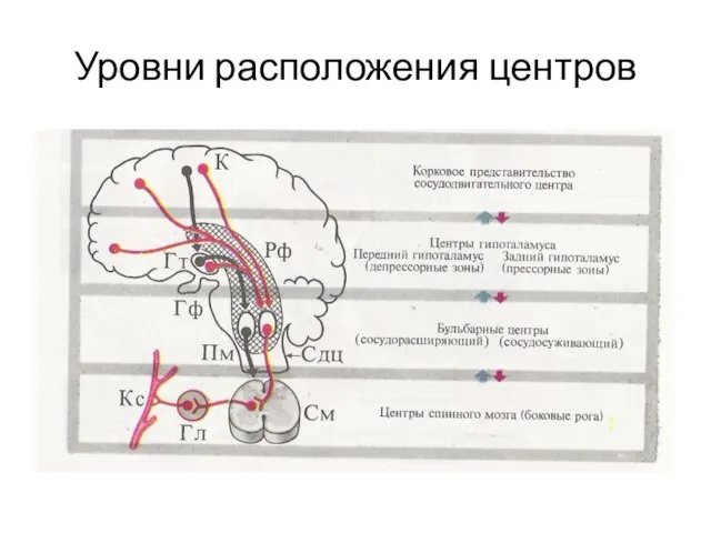 Уровни расположения центров