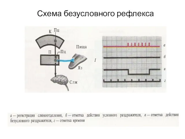 Схема безусловного рефлекса hj