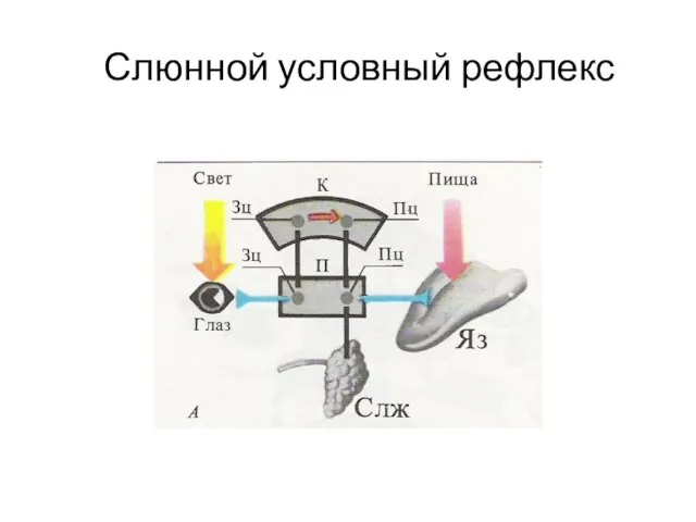 Слюнной условный рефлекс