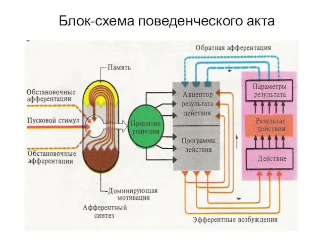 Блок-схема поведенческого акта