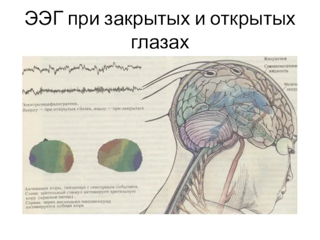 ЭЭГ при закрытых и открытых глазах