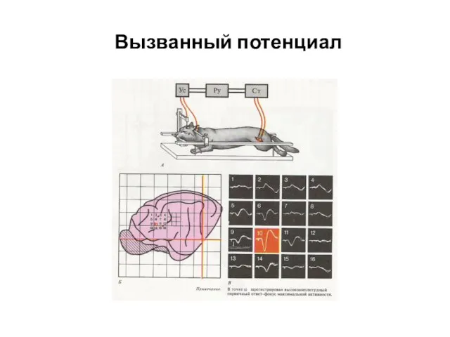 Вызванный потенциал