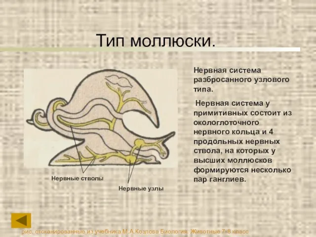 Тип моллюски. Нервная система разбросанного узлового типа. Нервная система у примитивных