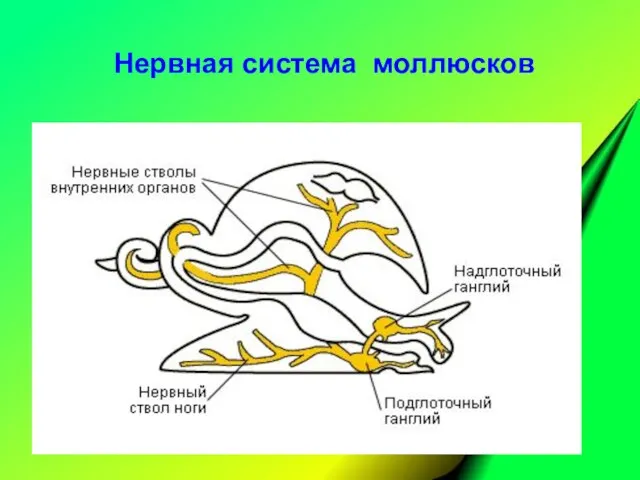 Нервная система моллюсков