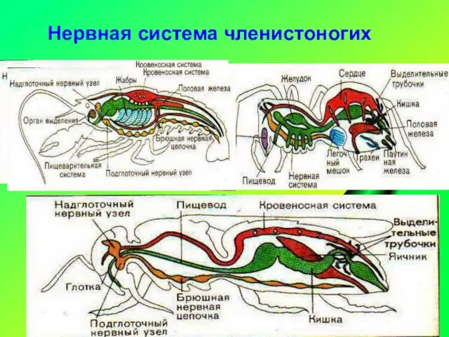 Нервная система членистоногих