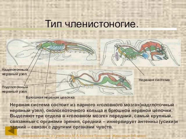 Тип членистоногие. Нервная система состоит из парного «головного мозга»(надглоточный нервный узел),