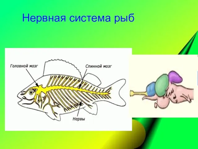 Нервная система рыб