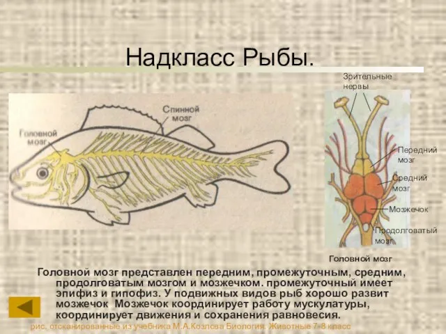 Надкласс Рыбы. Головной мозг представлен передним, промежуточным, средним, продолговатым мозгом и