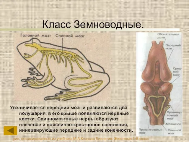 Класс Земноводные. Увеличивается передний мозг и развиваются два полушария, в его