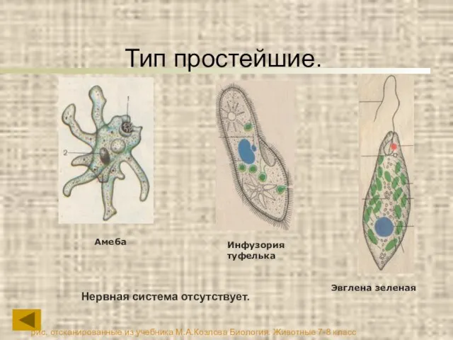 Тип простейшие. Нервная система отсутствует. рис. отсканированные из учебника М.А.Козлова Биология. Животные 7-8 класс