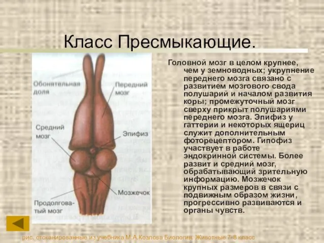 Класс Пресмыкающие. Головной мозг в целом крупнее, чем у земноводных; укрупнение