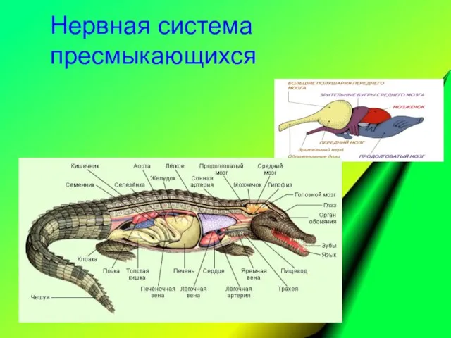 Нервная система пресмыкающихся