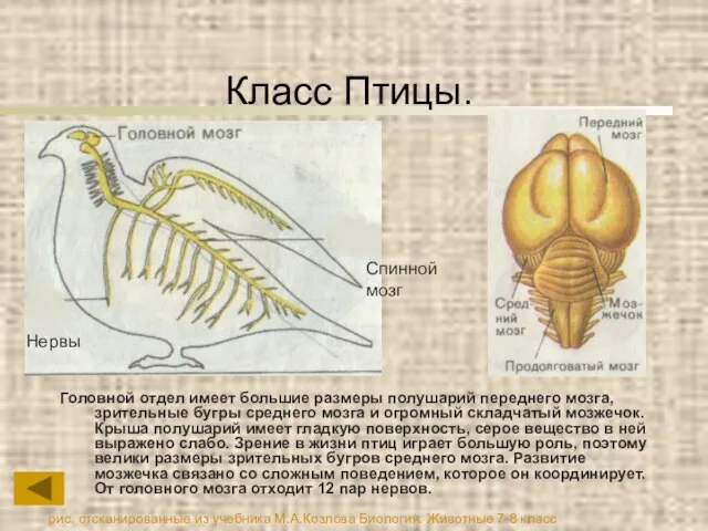 Класс Птицы. Головной отдел имеет большие размеры полушарий переднего мозга, зрительные