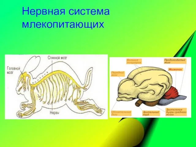 Нервная система млекопитающих