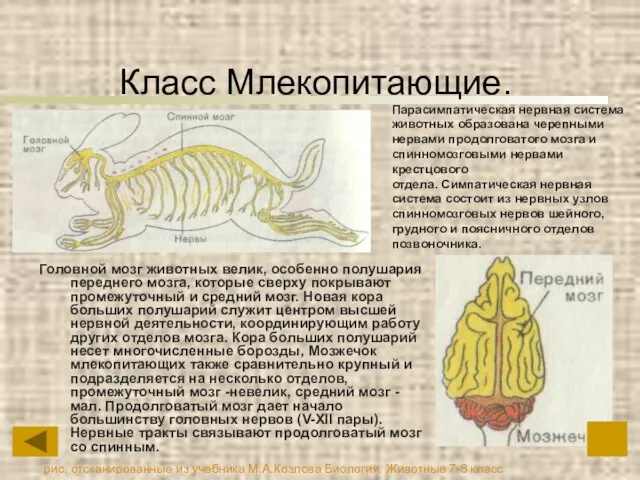 Класс Млекопитающие. Головной мозг животных велик, особенно полушария переднего мозга, которые