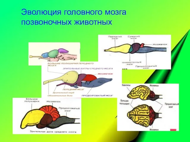 Эволюция головного мозга позвоночных животных