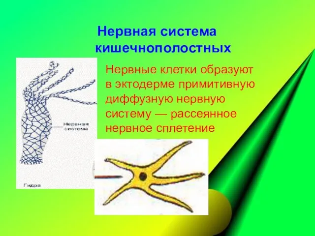 Нервные клетки образуют в эктодерме примитивную диффузную нервную систему — рассеянное нервное сплетение Нервная система кишечнополостных