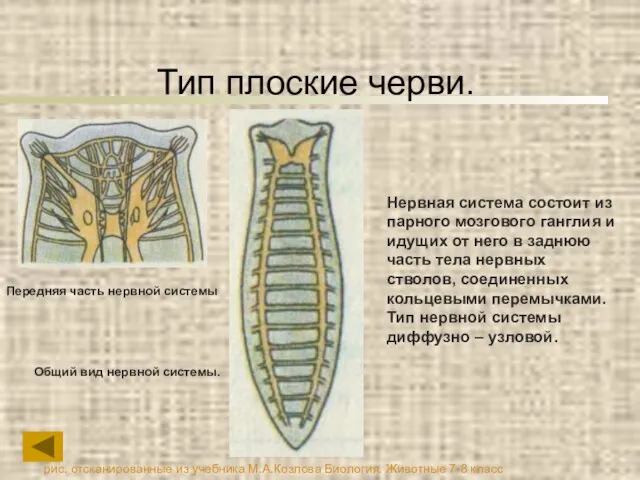 Тип плоские черви. Нервная система состоит из парного мозгового ганглия и