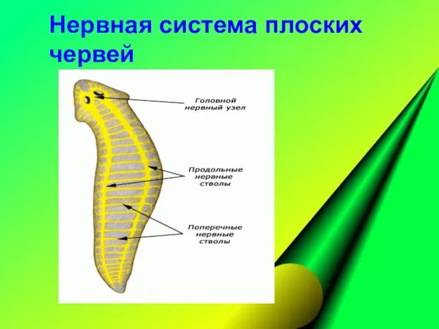 Нервная система плоских червей