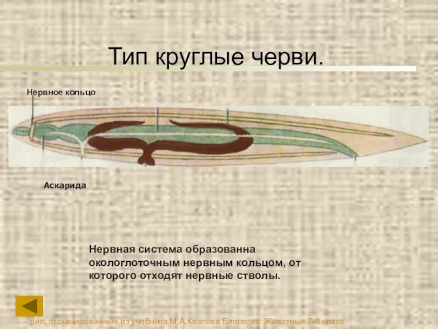 Тип круглые черви. Нервная система образованна окологлоточным нервным кольцом, от которого