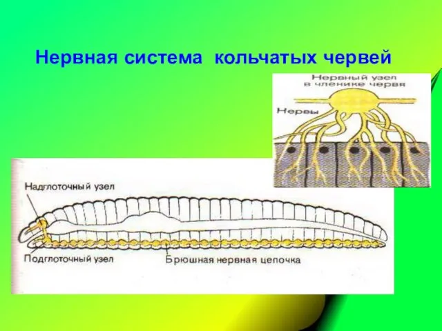 Нервная система кольчатых червей