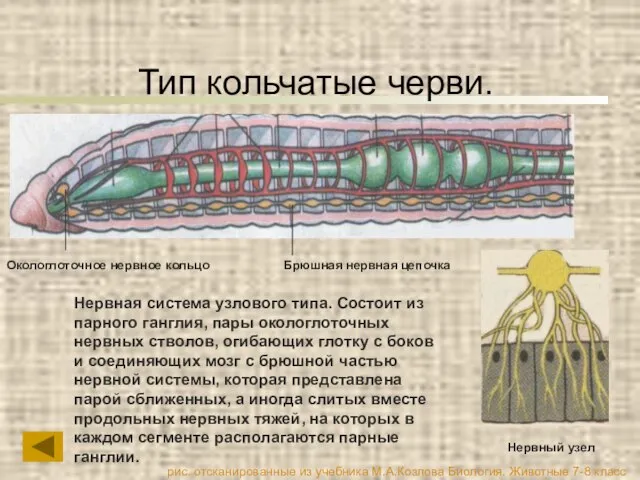 Тип кольчатые черви. Нервная система узлового типа. Состоит из парного ганглия,