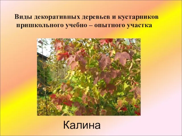 Калина Виды декоративных деревьев и кустарников пришкольного учебно – опытного участка