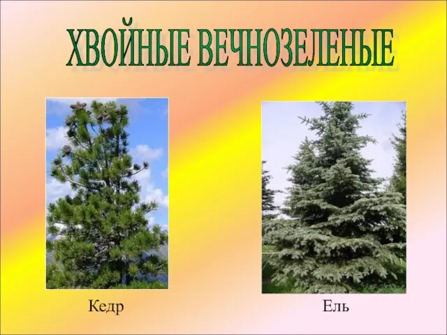 ХВОЙНЫЕ ВЕЧНОЗЕЛЕНЫЕ Кедр Ель