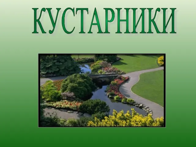 КУСТАРНИКИ