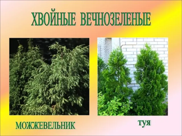 ХВОЙНЫЕ ВЕЧНОЗЕЛЕНЫЕ МОЖЖЕВЕЛЬНИК туя