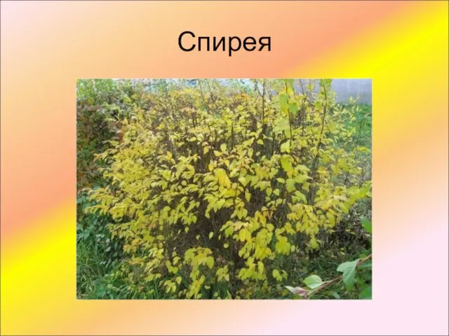 Спирея