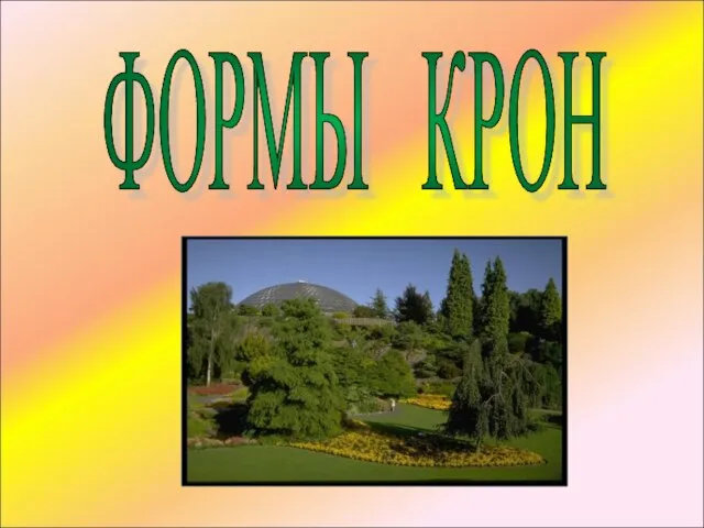 ФОРМЫ КРОН